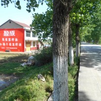 盈成菜籽油墙体广告
