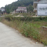 狗脑贡茶业墙体广告